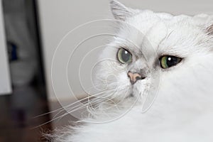 Close up of a comfortable Chinchilla Persian cat, silver shade, lies on one side and looking something with curious expression