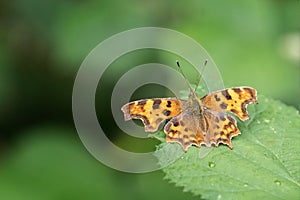 Close up of Comma butterfly on green leaf with water droplets and blurred background