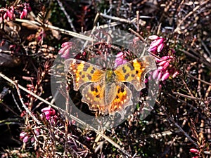 Close-up of the comma butterfly (polygonia c-album) with orange wings with angular notches on the edges