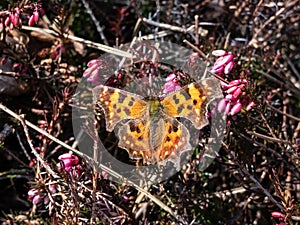 Close-up of the comma butterfly (polygonia c-album) with orange wings with angular notches