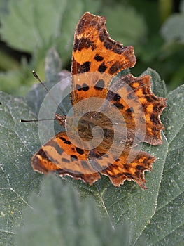 A close-up of a Comma butterfly