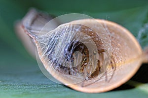 Leaf-curling Australian spider in curled leaf macro image photo