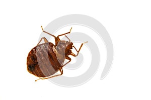 Bed Bug - Cimex lectularius photo