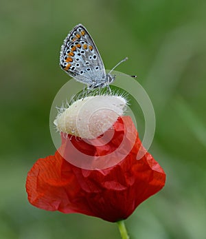 Close-up of common blue butterfly over a poppy flower