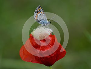 Close-up of common blue butterfly over a poppy flower