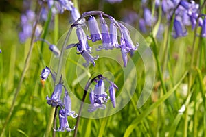 Common bluebell hyacinthoides non scripta flower photo