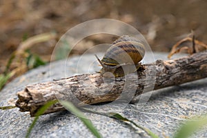 Close up of a common brown garden snail 3 photo