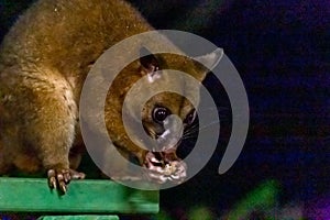 Close-Up of Common Brushtail Possum Eating Peanuts at a Feeding Station, Australia