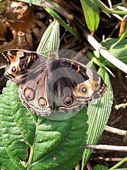 close up Common Buckeye Butterfly