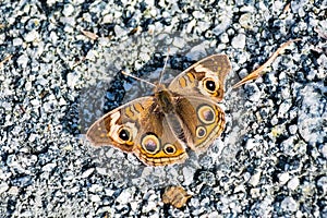 Close up of Common Buckeye Junonia coenia butterfly resting on a gravel road, San Francisco bay area, California