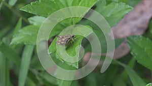 Close up of a common bush hopper butterfly fully opening and closing its wings