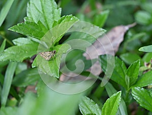 Close up of a common bush hopper butterfly on top of a leaf