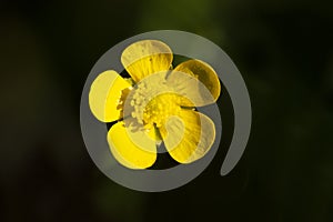 Close up of a Common Buttercup yellow flowers on green grass background. Ranunculus acris