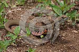 A close up of Common Butterfly Lizard on the ground