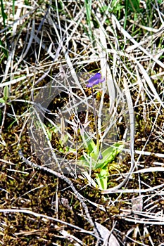 Common butterwort Pinguicula vulgaris photo