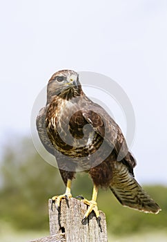 Close up of a Common Buzzard perched on a post