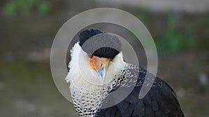 Close-up of a common caracara (Caracara plancus)