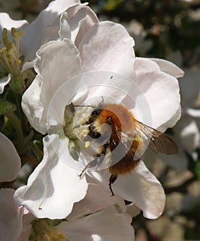 Close up of common carder-bee on apple blossom