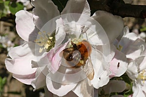 Close up of common carder-bee on apple blossom