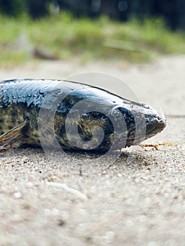 Close-up of a common catfish lying on the ground.