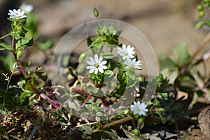 Close-up of Common Chickweed Flowers, Stellaria Media, Nature, Macro