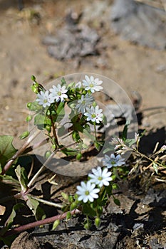 Close-up of Common Chickweed Flowers, Stellaria Media, Nature, Macro photo