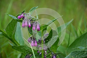 Close up of Common Comfrey (Symphytum officinale) in a meadow in springtime