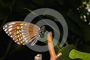 Close up of common crow butterfly on treer.