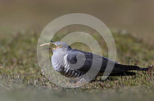 Close up of a Common Cuckoo eating a mealworm