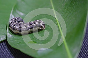 Common cutworm on leaves