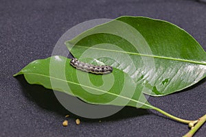 Common cutworm on leaves