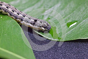 Common cutworm on leaves