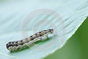 Common cutworm on leaves