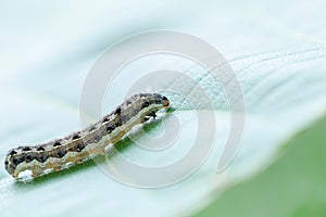 Common cutworm on leaves