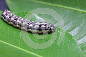 Common cutworm on leaves