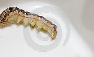 Common cutworm on plastic box
