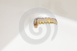 Common cutworm on plastic box