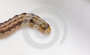 Common cutworm on plastic box