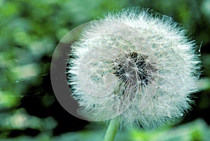 Common Dandelion Seedhead   21473