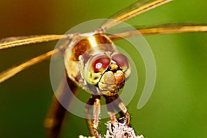 Close up of a Common Darter female dragonfly is a species of dragonfly in the family Libellulidae. Common in Europe and Asia photo