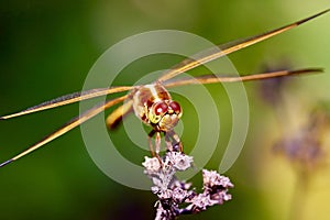 Close up of a Common Darter female dragonfly is a species of dragonfly in the family Libellulidae. Common in Europe and Asia photo