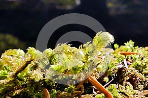 Close-up of the common diplophyllum albicans