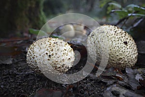 a close up of a common earthball fungi