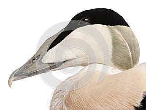 Close-up of Common Eider, Somateria mollissima, 8 months old photo