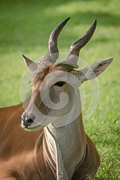 Close-up of common eland lying turning head