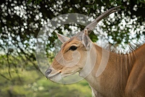 Close-up of common eland standing chewing grass