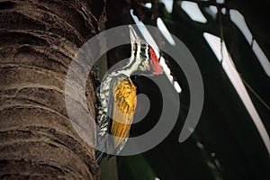 Close up of Common flameback