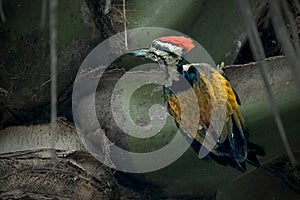 Close up of Common flameback