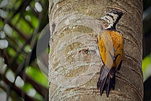 Close up of Common flameback