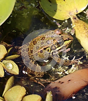Close up common frog, rana temporaria, in pond photo